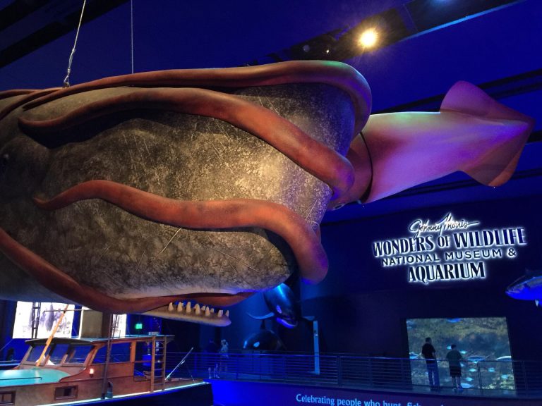 Aquarium entrance hall at Wonders of Wildlife, Springfield, Missouri